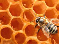 Председатель СИНФО БПЦ: Православие — не «кулинарная религия»